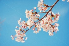 식물, 꽃, flower, 벚꽃, blossom, 사진,이미지,일러스트,캘리그라피 - 별남별녀작가 크라우드픽 - 저작권 걱정 없는 상업용 이미지