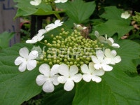 plant, 식물, nature, 자연, 꽃, 사진,이미지,일러스트,캘리그라피 - SWEET GALE작가 크라우드픽 - 저작권 걱정 없는 상업용 이미지