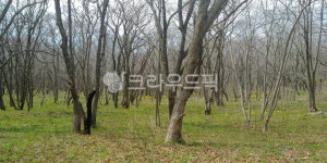 숲길, 고즈넉, 전원, 나무, 오솔길, 사진,이미지,일러스트,캘리그라피 - nanal_e작가 크라우드픽 - 저작권 걱정 없는 상업용 이미지