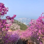 거제, 대금산, 식물, 꽃, plant, 사진,이미지,일러스트,캘리그라피 - PhotoHyeon작가 크라우드픽 - 저작권 걱정 없는 상업용 이미지