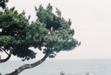 나무, 바다, 하늘, 부산, 자연, 사진,이미지,일러스트,캘리그라피 - filmxlim작가 크라우드픽 - 저작권 걱정 없는 상업용 이미지