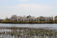 일산, 일산호수공원, 호수, 나무, 호수공원, 사진,이미지,일러스트,캘리그라피 - dounhoun작가 크라우드픽 - 저작권 걱정 없는 상업용 이미지