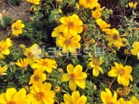 plant, 노란꽃, 아기똥풀, 식물, 봄, 사진,이미지,일러스트,캘리그라피 - N7878cat작가 크라우드픽 - 저작권 걱정 없는 상업용 이미지