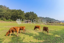 한우, 소, 농장, 목장, 축산업, 사진,이미지,일러스트,캘리그라피 - cstrike작가 크라우드픽 - 저작권 걱정 없는 상업용 이미지