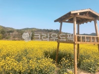 유채꽃, 봄, 꽃밭, 자연, nature, 사진,이미지,일러스트,캘리그라피 - 촵촵작가 크라우드픽 - 저작권 걱정 없는 상업용 이미지
