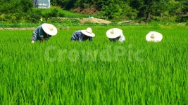 품앗이, 협력, 논밭, 벼, 벼농사, 사진,이미지,일러스트,캘리그라피 - 크리에이티브열정작가 크라우드픽 - 저작권 걱정 없는 상업용 이미지