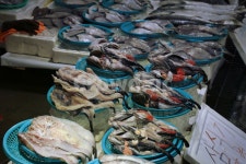 수산시장, 생선, 어시장, 주문진시장, 생선장사, 사진,이미지,일러스트,캘리그라피 - 일상투어리스트작가 크라우드픽 - 저작권 걱정 없는 상업용... 