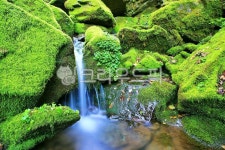 이끼계곡, 자연생태, 골짜기, 이끼, 자연, 사진,이미지,일러스트,캘리그라피 - pandora4077작가 크라우드픽 - 저작권 걱정 없는 상업용 이미지