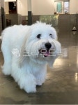 dog, pet, 개, 동물, puppy, 사진,이미지,일러스트,캘리그라피 - lionsin작가 크라우드픽 - 저작권 걱정 없는 상업용 이미지