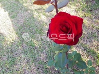 장미, 식물, flower, 꽃, plant, 사진,이미지,일러스트,캘리그라피 - 해피해피77작가 크라우드픽 - 저작권 걱정 없는 상업용 이미지