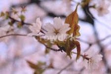 꽃, 벚꽃, cherryblossoms, 공원, 핑크, 사진,이미지,일러스트,캘리그라피 - Njinlee982005작가 크라우드픽 - 저작권 걱정 없는 상업용... 