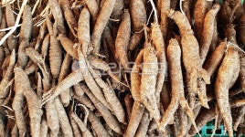 약초, 건재, 한약재, 자연, 뿌리, 사진,이미지,일러스트,캘리그라피 - Nphseo59작가 크라우드픽 - 저작권 걱정 없는 상업용 이미지