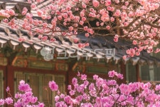 꽃잎, flower, 꽃, 한옥, 봄, 사진,이미지,일러스트,캘리그라피 - 아이헤이작가 크라우드픽 - 저작권 걱정 없는 상업용 이미지