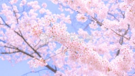 봄, 벚꽃, 봄꽃, 봄날, 풍경, 사진,이미지,일러스트,캘리그라피 - pmk0913작가 크라우드픽 - 저작권 걱정 없는 상업용 이미지