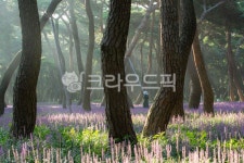 경주시, 황성공원, 소나무숲, 맥문동, 소나무, 사진,이미지,일러스트,캘리그라피 - 마퉁이작가 크라우드픽 - 저작권 걱정 없는 상업용 이미지