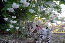 고양이산책, 산책, 벵갈고양이, 설렘, 동물, 사진,이미지,일러스트,캘리그라피 - ufokim작가 크라우드픽 - 저작권 걱정 없는 상업용 이미지