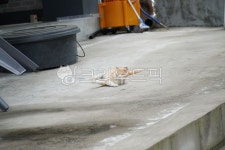 고양이, 길고양이, 아메리칸숏헤어, 냥이, cat, 사진,이미지,일러스트,캘리그라피 - 리치파파작가 크라우드픽 - 저작권 걱정 없는 상업용 이미지