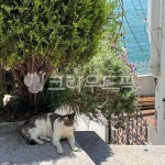 tree, 나무, 초목, 고양이, 따듯한, 사진,이미지,일러스트,캘리그라피 - is99518작가 크라우드픽 - 저작권 걱정 없는 상업용 이미지