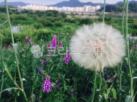 flower, 꽃, 민들레, 자연, 식물, 사진,이미지,일러스트,캘리그라피 - lsb1080작가 크라우드픽 - 저작권 걱정 없는 상업용 이미지