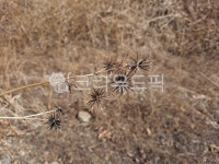 도깨비풀, 도깨비바늘, 도깨피풀씨앗, 도깨비풀씨, 풀, 사진,이미지,일러스트,캘리그라피 - 요물작가 크라우드픽 - 저작권 걱정 없는 상업용 이미지
