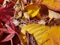 낙엽, 가을, 잎, leaf, fall, 사진,이미지,일러스트,캘리그라피 - parkers96작가 크라우드픽 - 저작권 걱정 없는 상업용 이미지