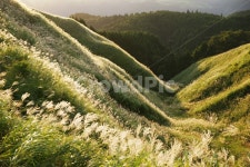 일본계곡, 일본산, 아소산, 일본억새, 일본아소산, 사진,이미지,일러스트,캘리그라피 - afterrain작가 크라우드픽 - 저작권 걱정 없는 상업용... 
