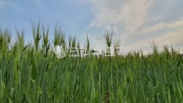 vegetation, 초목, field, 필드, outdoors, 사진,이미지,일러스트,캘리그라피 - 구슬이작가 크라우드픽 - 저작권 걱정 없는 상업용 이미지