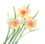 수선화, 보타니컬, 수채화, 손그림, 보태니컬, 사진,이미지,일러스트,캘리그라피 - 곰돌이미술실작가 크라우드픽 - 저작권 걱정 없는 상업용 이미지