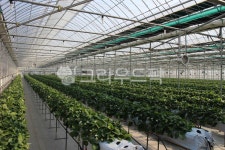 딸기밭, 과일, 비닐하우스, 온실, 농장, 사진,이미지,일러스트,캘리그라피 - 5_studio작가 크라우드픽 - 저작권 걱정 없는 상업용 이미지