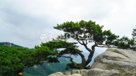 소나무, 바위, 산마루, 돌테라스, 산, 사진,이미지,일러스트,캘리그라피 - 웅장작가 크라우드픽 - 저작권 걱정 없는 상업용 이미지