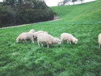 대관령, 양떼, 목장, 양, 동물, 사진,이미지,일러스트,캘리그라피 - soram작가 크라우드픽 - 저작권 걱정 없는 상업용 이미지