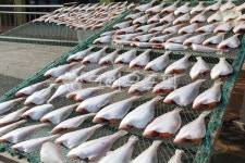 어시장, sealife, 해양생물, 생선, 어류, 사진,이미지,일러스트,캘리그라피 - 포토제이작가 크라우드픽 - 저작권 걱정 없는 상업용 이미지