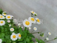 들꽃, 풀꽃, 꽃, flower, 망초꽃, 사진,이미지,일러스트,캘리그라피 - 별의뜨락작가 크라우드픽 - 저작권 걱정 없는 상업용 이미지