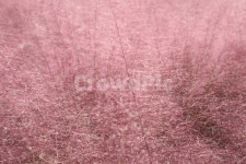 뮬리, 핑크뮬리, 식물, 핑크, muhly, 사진,이미지,일러스트,캘리그라피 - LJphoto작가 크라우드픽 - 저작권 걱정 없는 상업용 이미지