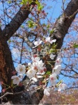 벚꽃, 벚꽃나무, 꽃, flower, treetrunk, 사진,이미지,일러스트,캘리그라피 - 희야리작가 크라우드픽 - 저작권 걱정 없는 상업용 이미지