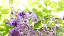 flower, 꽃, 꽃잎, 보라, 야생화, 사진,이미지,일러스트,캘리그라피 - 하눌타리작가 크라우드픽 - 저작권 걱정 없는 상업용 이미지