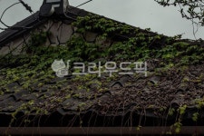 담장이, 담쟁이, 자연, nature, 지붕, 사진,이미지,일러스트,캘리그라피 - studio H작가 크라우드픽 - 저작권 걱정 없는 상업용 이미지