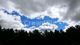 파란하늘, 하늘, 메타세콰이어, 뭉게구름, 구름, 사진,이미지,일러스트,캘리그라피 - 가즈아아작가 크라우드픽 - 저작권 걱정 없는 상업용 이미지