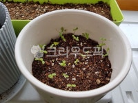 soil, 토양, 새순, 새싹, bud, 사진,이미지,일러스트,캘리그라피 - mskang1223작가 크라우드픽 - 저작권 걱정 없는 상업용 이미지