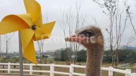동물원, 타조, 바람개비, 동물농장, 새, 사진,이미지,일러스트,캘리그라피 - Nyoonvely07작가 크라우드픽 - 저작권 걱정 없는 상업용 이미지