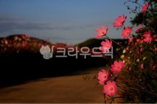 코스모스, cosmos, 꽃, flower, 꽃길, 사진,이미지,일러스트,캘리그라피 - 고운경작가 크라우드픽 - 저작권 걱정 없는 상업용 이미지