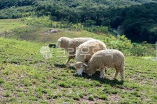 목장, 양떼목장, 풀, 들판, 울타리, 사진,이미지,일러스트,캘리그라피 - herjoon1610작가 크라우드픽 - 저작권 걱정 없는 상업용 이미지