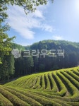 녹차밭, 녹차, 녹차잎, 초록잎, 다원, 사진,이미지,일러스트,캘리그라피 - 미뇽061작가 크라우드픽 - 저작권 걱정 없는 상업용 이미지