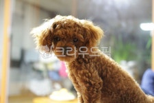 토이푸들, 강아지, 반려견, 애견, 애니멀, 사진,이미지,일러스트,캘리그라피 - Ntjgus5867작가 크라우드픽 - 저작권 걱정 없는 상업용 이미지