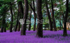 자연, 풍경, 경치, 솔밭, 소나무, 사진,이미지,일러스트,캘리그라피 - 서은작가 크라우드픽 - 저작권 걱정 없는 상업용 이미지