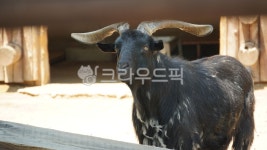 염소, 흑염소, mammal, wildlife, 야생동물, 사진,이미지,일러스트,캘리그라피 - BingBing작가 크라우드픽 - 저작권 걱정 없는 상업용 이미지