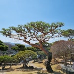 소나무수재찻집 | 소나무, tree, pinetree, 찻집, 이른봄풍경, 사진,이미지,일러스트,캘리그라피 - sokim2377작가 크라우드픽 - 저작권 걱정 없는 상업용 이미지