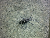 곤충, 자연, 장수, 생물, 하늘, 사진,이미지,일러스트,캘리그라피 - HitmanM93작가 크라우드픽 - 저작권 걱정 없는 상업용 이미지