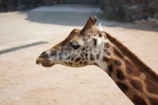 기린, 동물, 동물원, 공원, 자연, 사진,이미지,일러스트,캘리그라피 - Nk30834작가 크라우드픽 - 저작권 걱정 없는 상업용 이미지