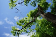 느티나무, zelkova, 마을정자나무, 신목, tree, 사진,이미지,일러스트,캘리그라피 - hys작가 크라우드픽 - 저작권 걱정 없는 상업용 이미지